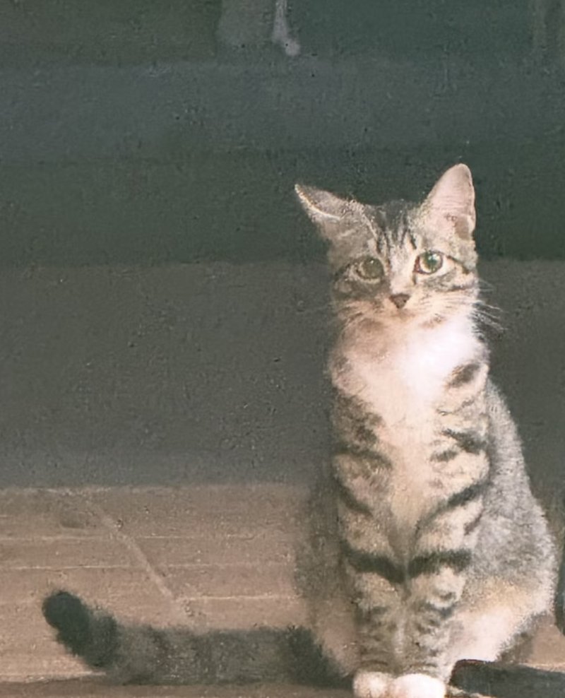A gray tabby cat sitting upright on a brick floor, looking at the camera